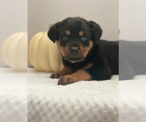 Rottweiler Puppy for sale in BEECH GROVE, IN, USA