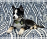 Small Photo #8 Pomsky Puppy For Sale in LAKELAND, FL, USA