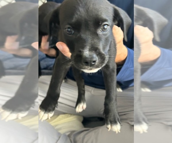 Medium Photo #1 Labrador Retriever-Unknown Mix Puppy For Sale in San Diego, CA, USA
