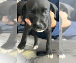 Small Labrador Retriever Mix