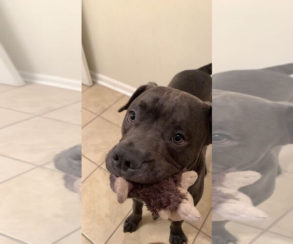 Medium Photo #1 Chocolate Labrador retriever-Unknown Mix Puppy For Sale in COLUMBIA, MD, USA