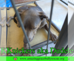 Small #2 Labrador Retriever Mix