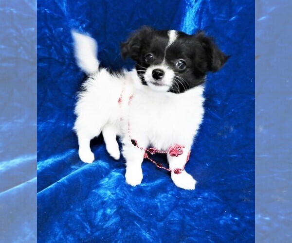 Medium Photo #1 Chihuahua Puppy For Sale in GROVESPRING, MO, USA