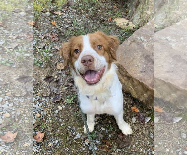 Medium Photo #1 Labany Puppy For Sale in Curwensville, PA, USA