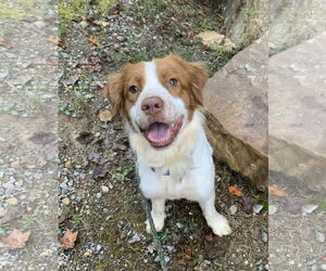 Labany Dogs for adoption in Curwensville, PA, USA