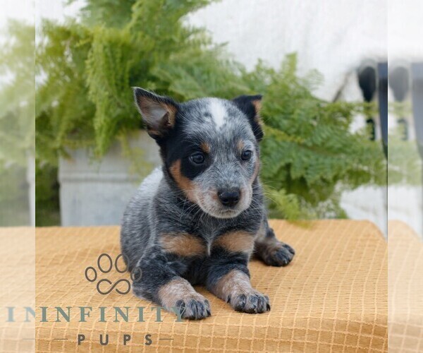 Medium Photo #3 Australian Cattle Dog Puppy For Sale in ATGLEN, PA, USA