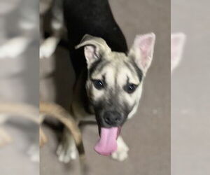 Piper - Female Labrador Retriever-Unknown Mix Dog for Adoption - Photo #26
