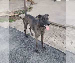 German Shepherd Dog-Great Dane Mix Dogs for adoption in Lockport, NY, USA