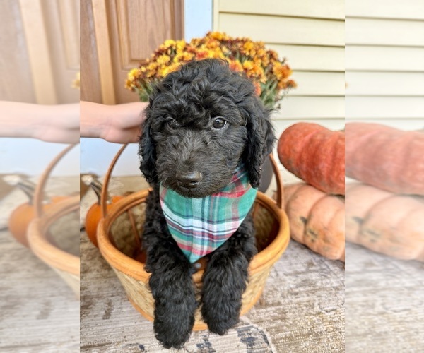 Medium Photo #5 Golden Mountain Doodle  Puppy For Sale in UPLAND, IN, USA