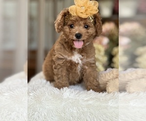 Cavachon-Poodle (Miniature) Mix Puppy for sale in GREENVILLE, MO, USA