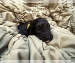 Small #6 Goldendoodle