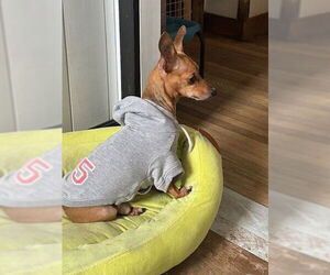 Chihuahua Dogs for adoption in Andover, MN, USA