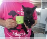 Small Border Collie Mix