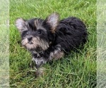 Small Photo #7 Yorkshire Terrier Puppy For Sale in FREDERICKSBURG, OH, USA