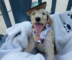 Small Photo #6 Goldendoodle Puppy For Sale in GREENVILLE, SC, USA