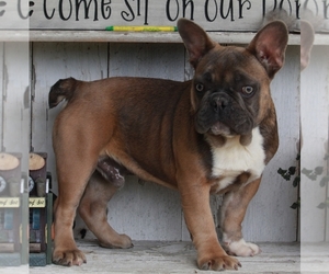 French Bulldog Puppy for sale in FREDERICKSBURG, OH, USA