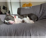 Small #3 American Staffordshire Terrier
