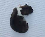 Puppy Remy Akita
