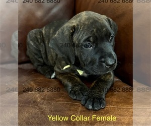 Cane Corso Puppy for Sale in LA PLATA, Maryland USA
