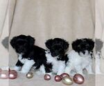 Small Photo #4 Havanese Puppy For Sale in GORDONVILLE, PA, USA
