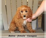 Small #1 Cavapoo