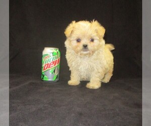 ShihPoo Puppy for sale in CHANUTE, KS, USA
