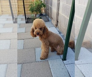 Poodle (Miniature) Puppy for sale in HENDERSON, NV, USA