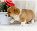 Small Photo #27 Pembroke Welsh Corgi Puppy For Sale in WAKARUSA, IN, USA