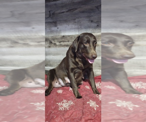 Medium Photo #1 Labrador Retriever Puppy For Sale in ZEPHYRHILLS, FL, USA