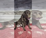 Small Photo #1 Labrador Retriever Puppy For Sale in ZEPHYRHILLS, FL, USA