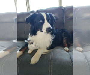 Father of the Australian Shepherd puppies born on 09/25/2025