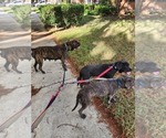 Puppy 2 Cane Corso-Mastiff Mix
