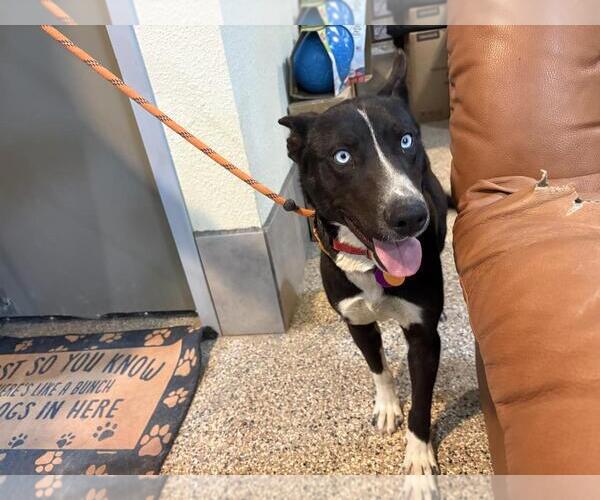 Medium Photo #3 Border-Aussie Puppy For Sale in Incline Village, NV, USA