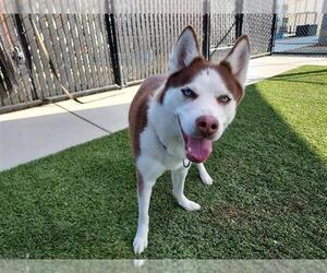 Siberian Husky-Unknown Mix Dogs for adoption in Elk Grove, CA, USA