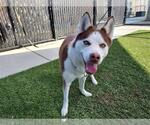 Small Siberian Husky Mix