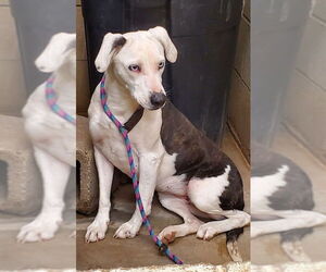 Skye - Female American Pit Bull Terrier-Unknown Mix Dog for Adoption - Photo #4