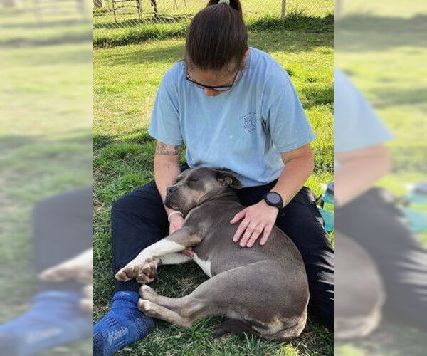 Medium Photo #8 American Staffordshire Terrier-Bulldog Mix Puppy For Sale in Ventura, CA, USA