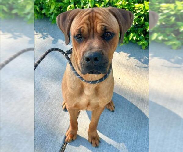 Medium Photo #1 Boxer-Rhodesian Ridgeback Mix Puppy For Sale in Woodland, CA, USA
