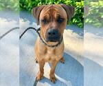 Small Boxer-Rhodesian Ridgeback Mix