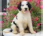 Small Photo #3 Miniature Bernedoodle Puppy For Sale in FREDERICKSBG, OH, USA