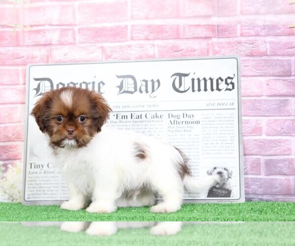 Medium Photo #5 Shih Tzu Puppy For Sale in BEL AIR, MD, USA