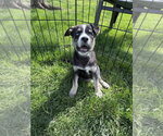 Small #1 Siberian Husky Mix