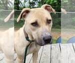 Small #9 American Pit Bull Terrier Mix