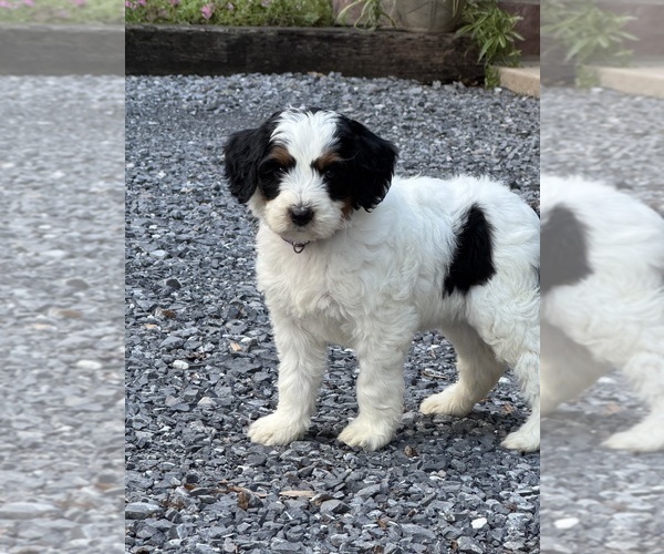 Medium Photo #5 Miniature Bernedoodle Puppy For Sale in DENVER, PA, USA