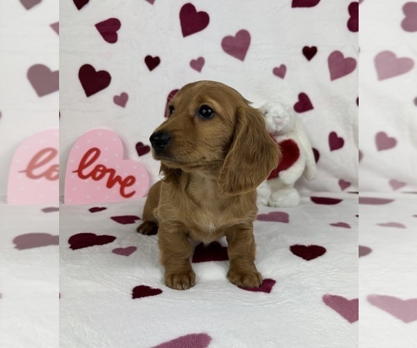 Medium Photo #6 Dachshund Puppy For Sale in FRANKLIN, IN, USA