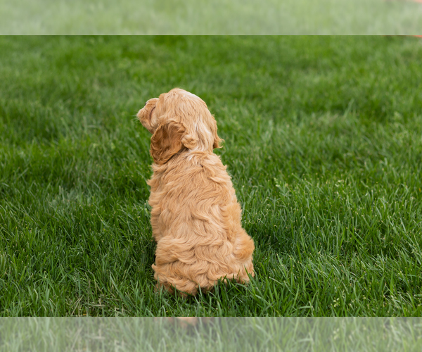Medium Photo #5 Cockapoo (Miniature) Puppy For Sale in NAPPANEE, IN, USA
