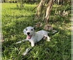 Small Photo #7 Dalmatian Puppy For Sale in MERRITT IS, FL, USA