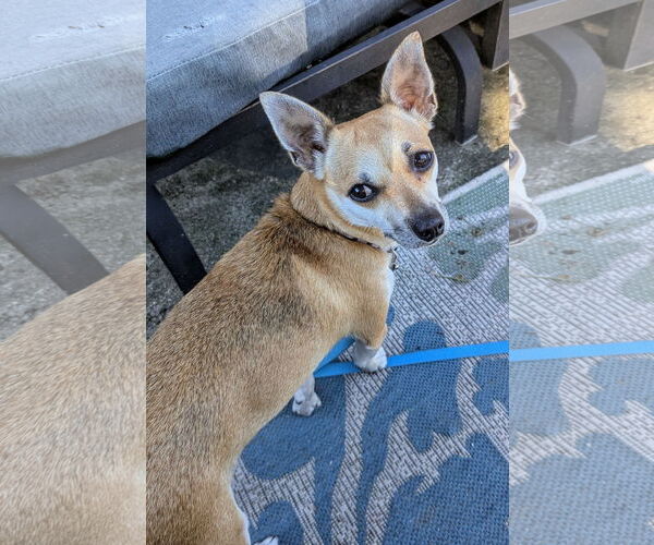 Medium Photo #4 Chiweenie Puppy For Sale in Oakhurst, NJ, USA