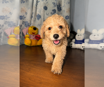 Small #19 Goldendoodle mix (+ Poodle Miniature)