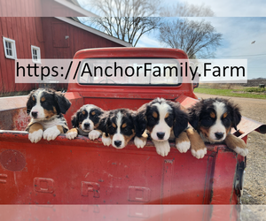 Bernese Mountain Dog Litter for sale in WEBSTER, MN, USA